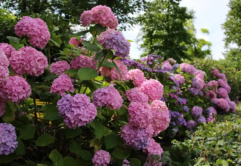 Jardin-Paradis Couleurs